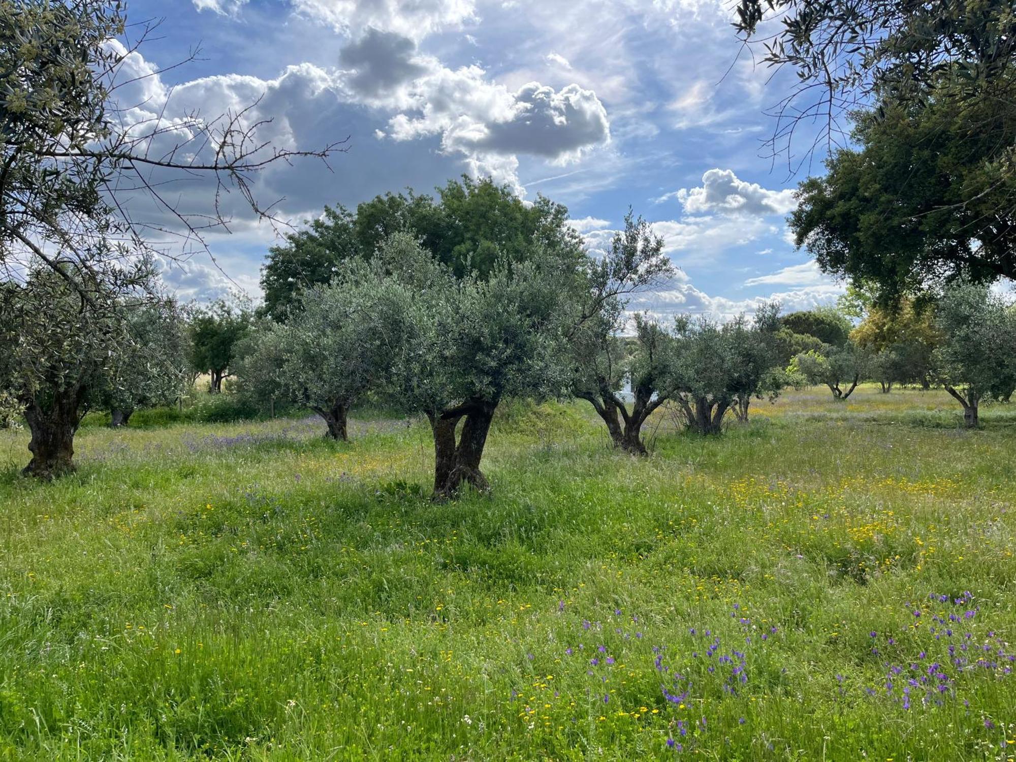 Quinta Do Faisco Villa Évora Eksteriør bilde